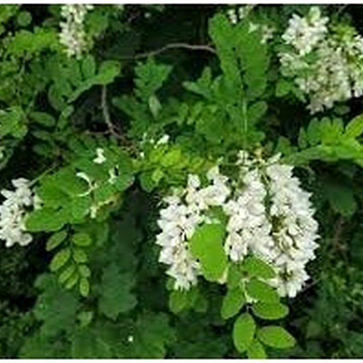 Heirloom Pseudoacacia Flower Seeds for Garden Planting, Non-GMO, Fragrant Tree Blooms [neera-v5-214008720223c8f355f4]