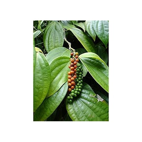 Piper Nigrum Fruit Seeds [neera-v5-2148032506ed6be93fc1]