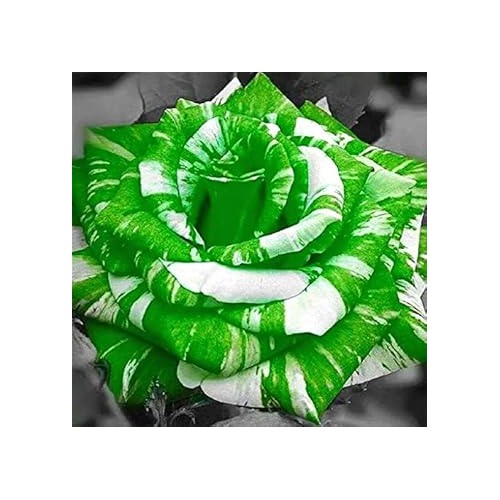 Green White Rose Flower Seeds for Planting [neera-v5-215890d94ba1e2271226]