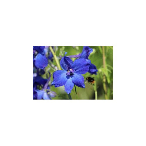 Delphinium belladonna Flower Seeds for Planting [neera-v5-216463e4ab8735c7b010]