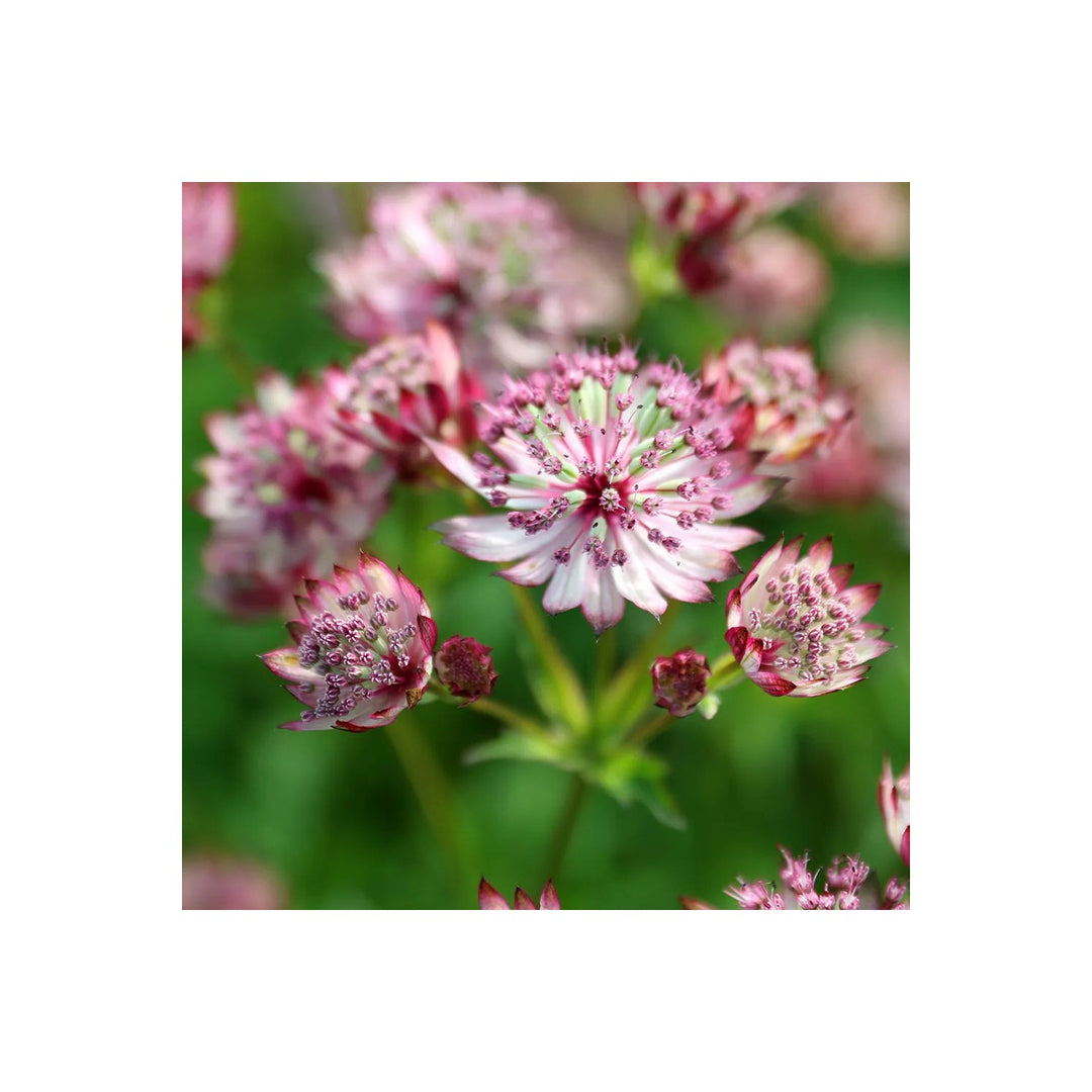 Pink Heirloom Non Gmo Masterwort Flower Elegant Cottage And Cutting Garden Planting Flower [neera-v5-2168c41d875b5054ba7b]