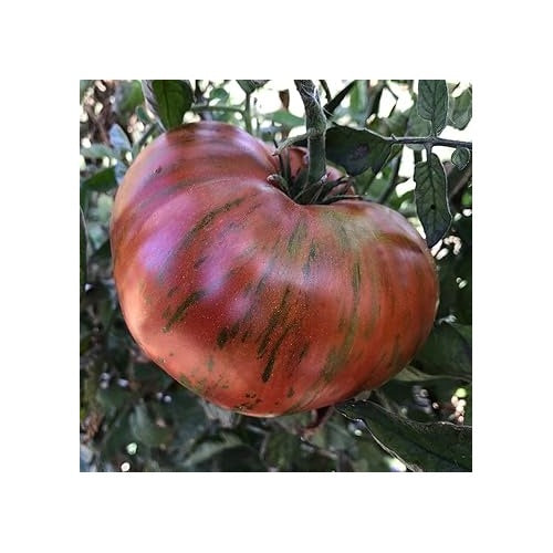 Chocolate Stripes Tomato Seeds for Planting [neera-v5-217124a81ee0ffab2385]