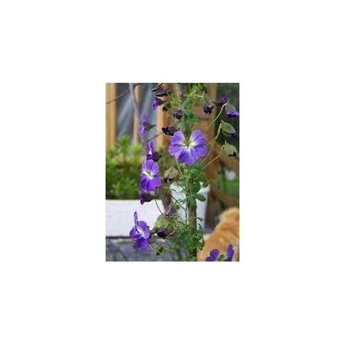 Blue Hanging Nasturtium Flower Seeds for Planting [neera-v5-2171e973b90d0bbabdd6]