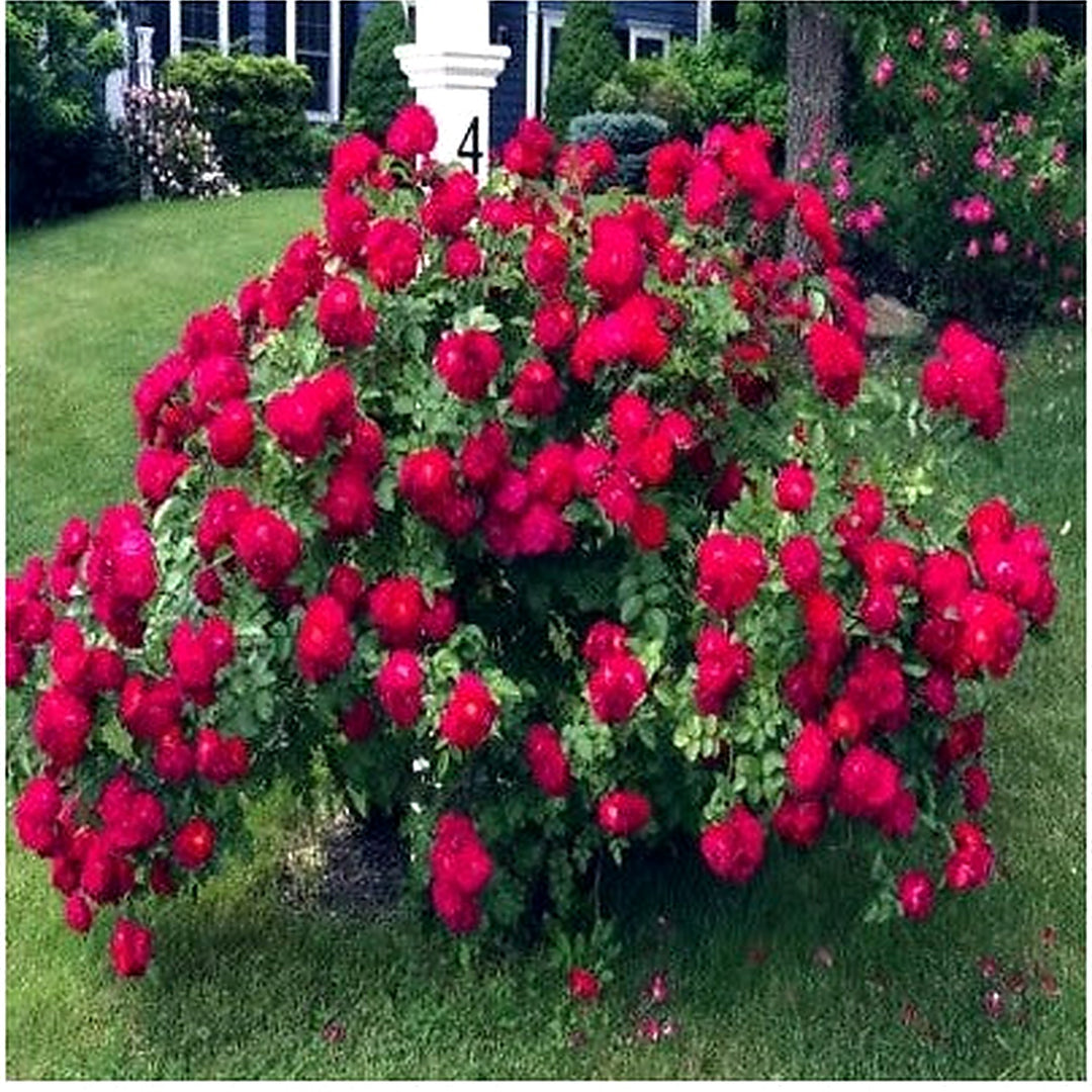 Red Japanese Rose Bush Flower Rosa Rugosa Rubra Garden Hardy Flower Plant Heirloom Non Gmo Flower [neera-v5-217ada3b4a50a541650d]