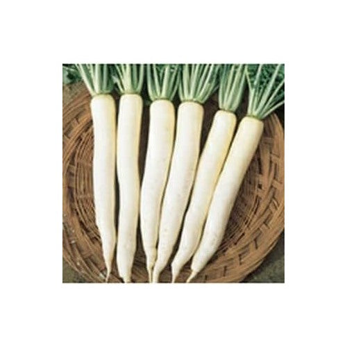 White Carrot Seeds for Planting [neera-v5-217ca148f9db9ef98f78]