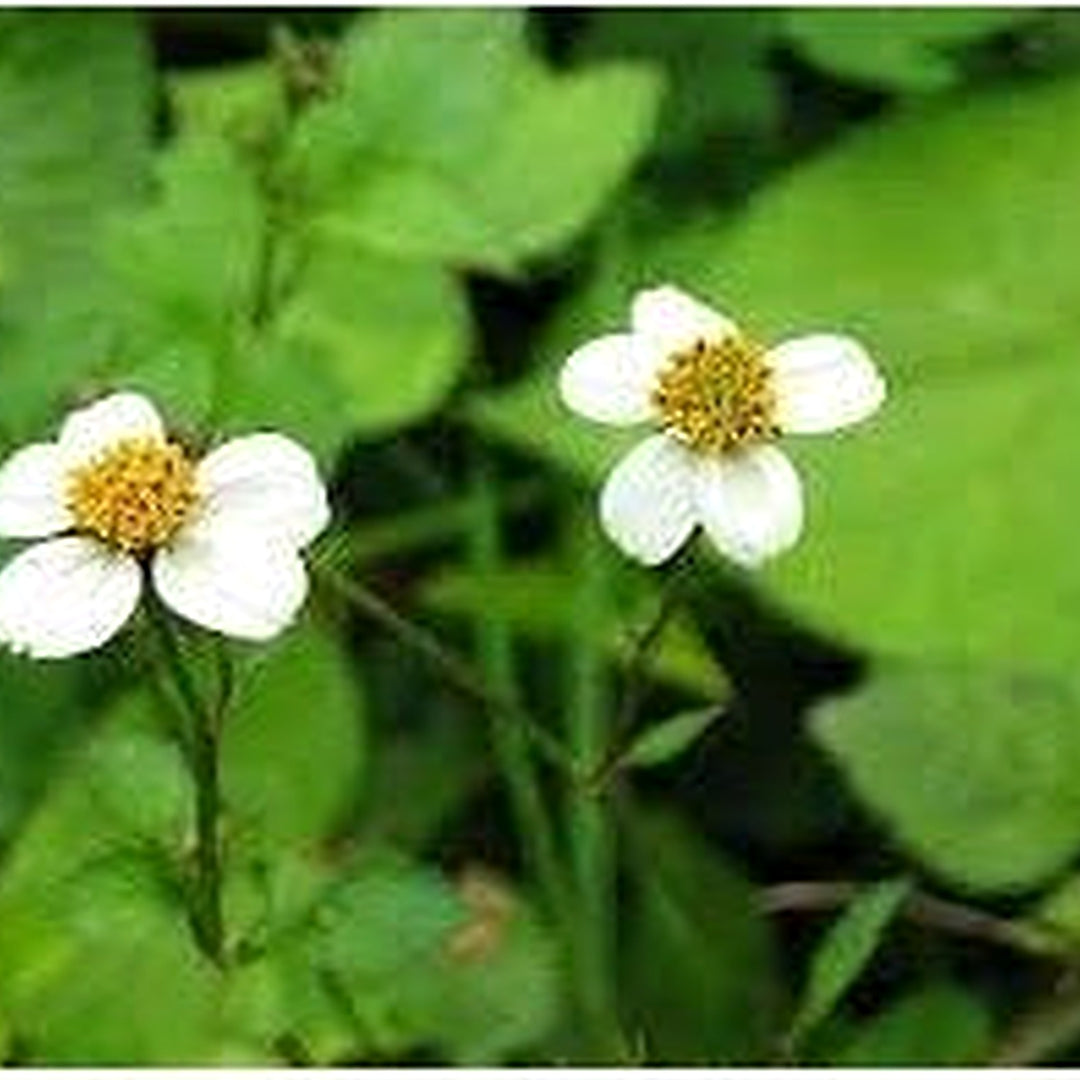 Heirloom Bidens Pilosa Flower Seeds for Planting Non-GMO High Germination Organic Garden Seeds Wild Medicinal Blooms [neera-v5-21839cbcb9282228b695]