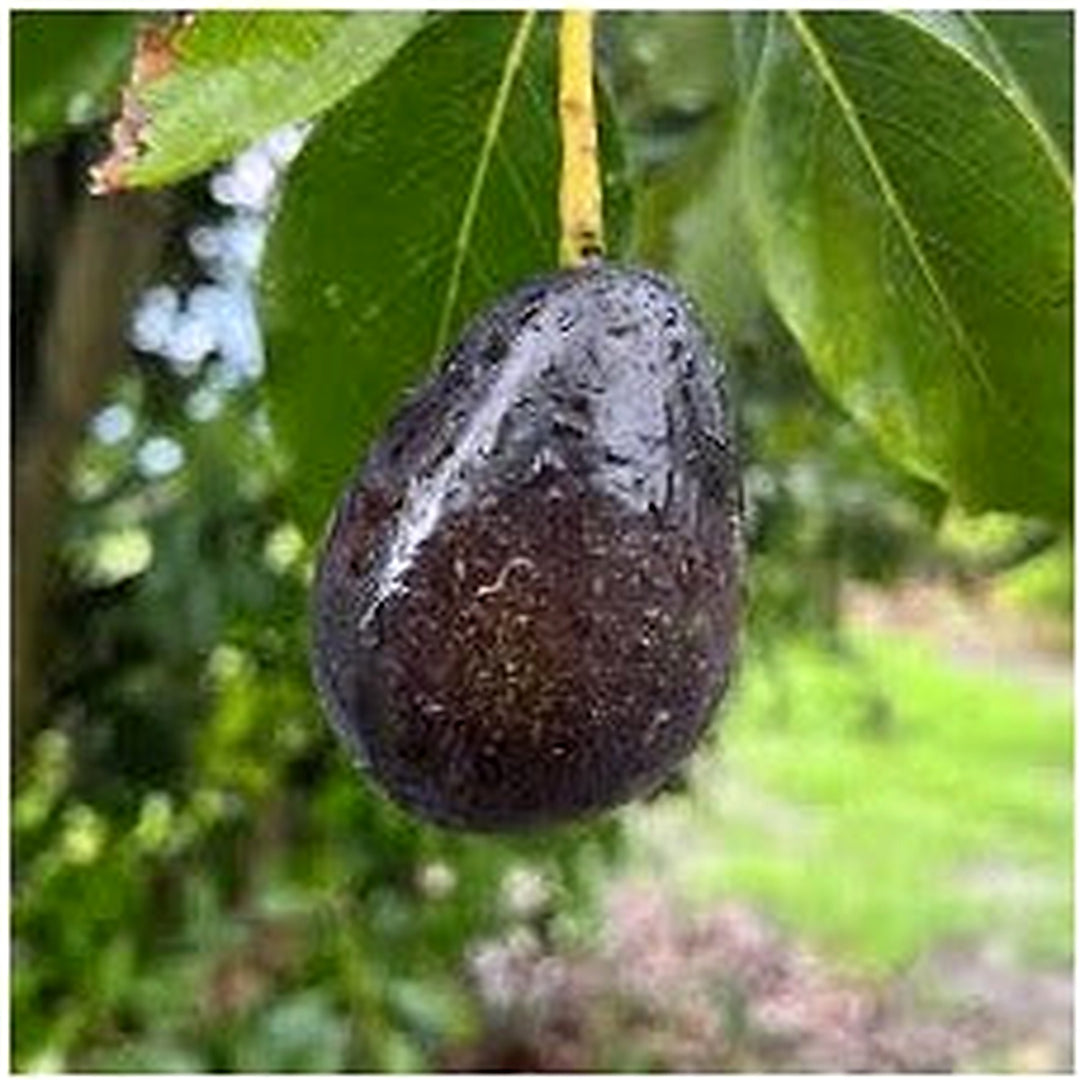 Mexicola Avocado or Butter Fruit Seeds for Planting [neera-v5-2187eec537a1d053ecba]