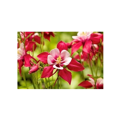 Heirloom Non-GMO Columbine Flower Seeds for Planting [neera-v5-2188c8dbc79739611379]