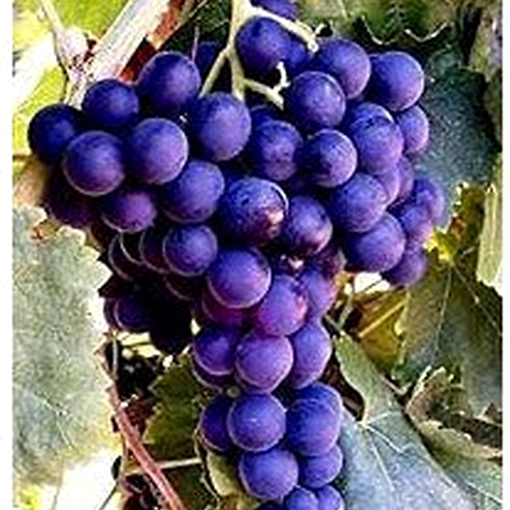 Grape Tree Seeds for Planting [neera-v5-21978601e7f055aca920]