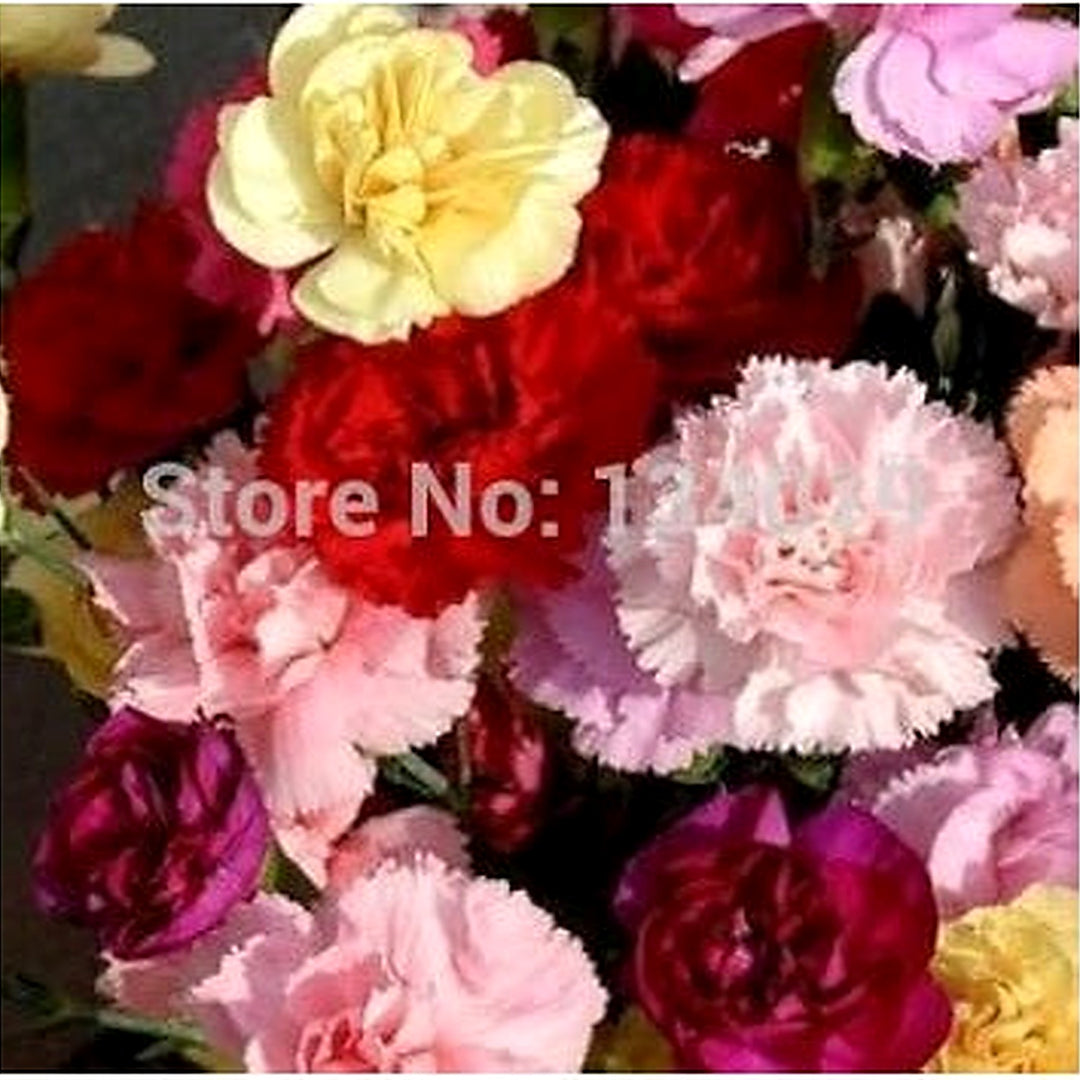 Pink Dianthus Caryophyllus Flower Planting Seeds for Garden [neera-v5-219aa73616d0040d5ebc]
