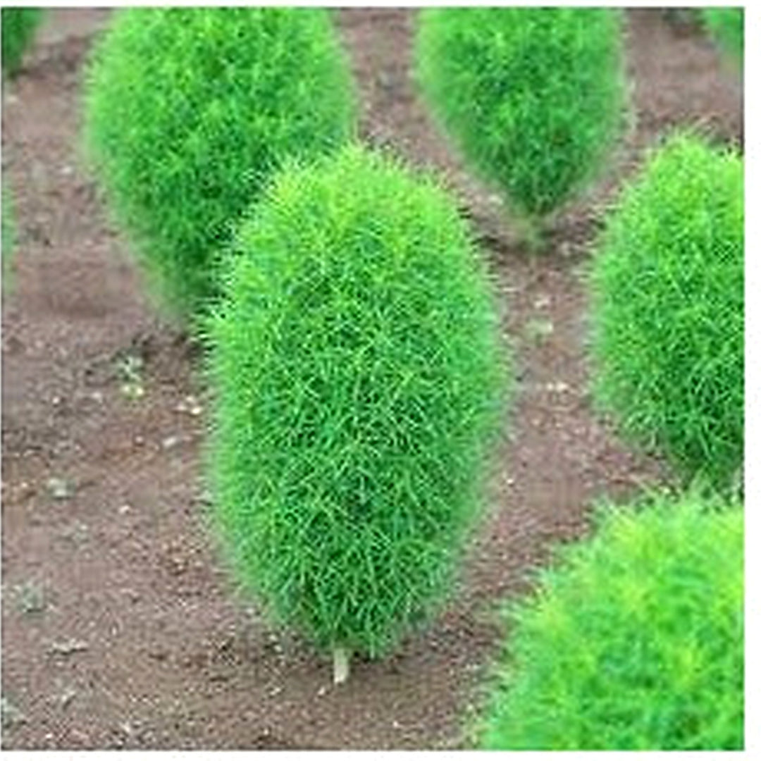 Perennial Grass Of Burning Bush Kochia Scoparia Mini Garden Farm Planters Flower Seeds Home [neera-v5-219cd11097eb8bdf6049]