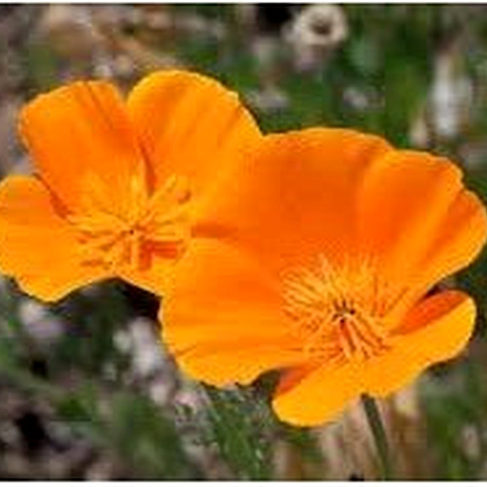 Heirloom Non-GMO Californica Flower Seeds for Planting [neera-v5-21a3e0332d58fb38cb95]