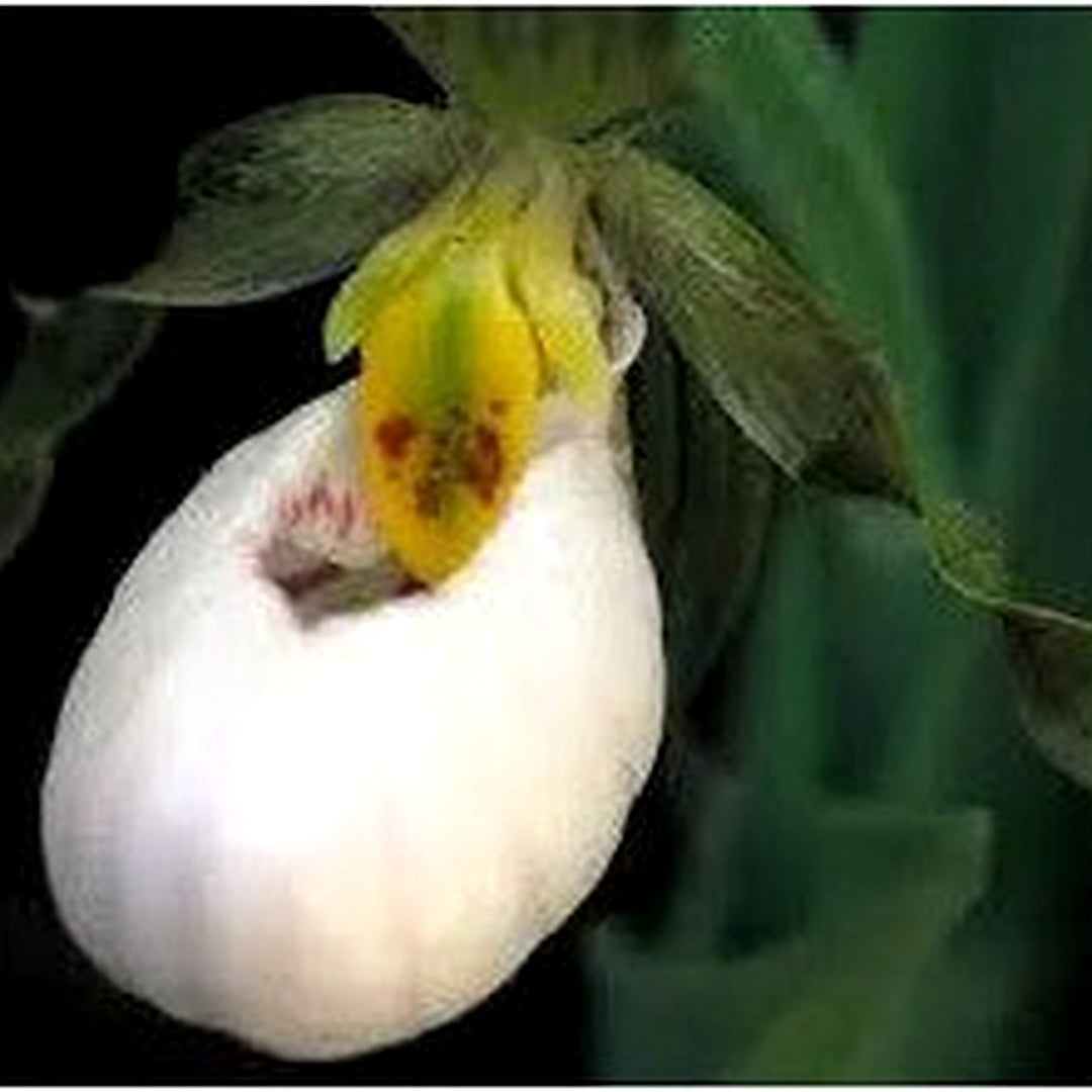 White Cypripedium Acaule Or Lady Slipper Flower Seeds For Planting [neera-v5-21ae710812e04bfb420e]