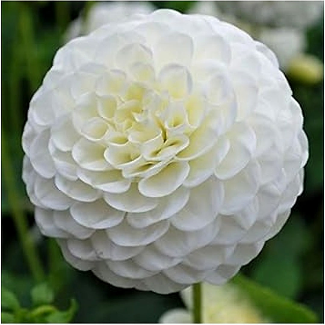 Heirloom White Dahlia Flower Seeds for Planting [neera-v5-21af5795944481ad46fc]