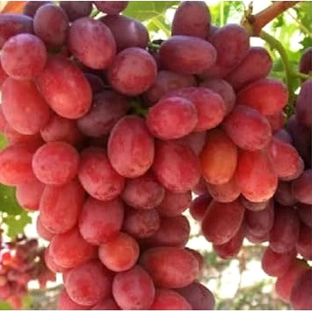 Gold Finger Grape Seeds [neera-v5-21b70f699af08a3a2c18]