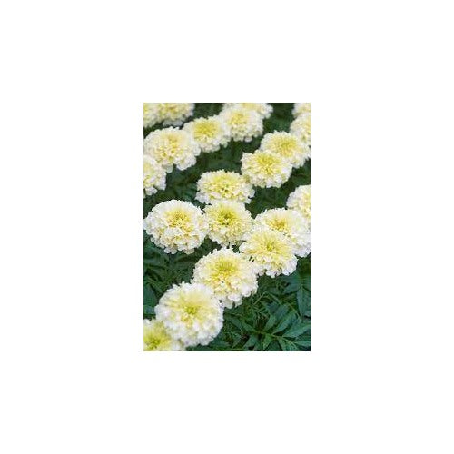 Heirloom Cream Marigold Flower Seeds for Planting [neera-v5-21bb694ec74e70d35344]