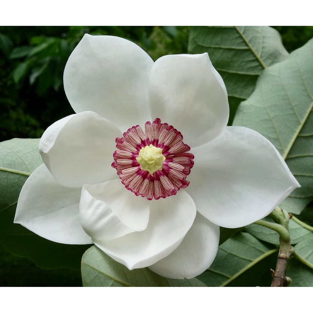 White Yulan Flower For Planting Flower Seeds for Home Garden Planting, Lush Organic Blooming [neera-v5-21bc8aaea5aea59cca99]