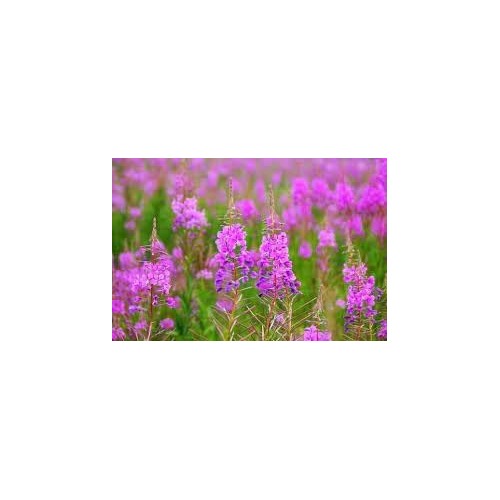 Epilobium Flower Seeds for Planting [neera-v5-21c01e3bf1a28ce7f712]