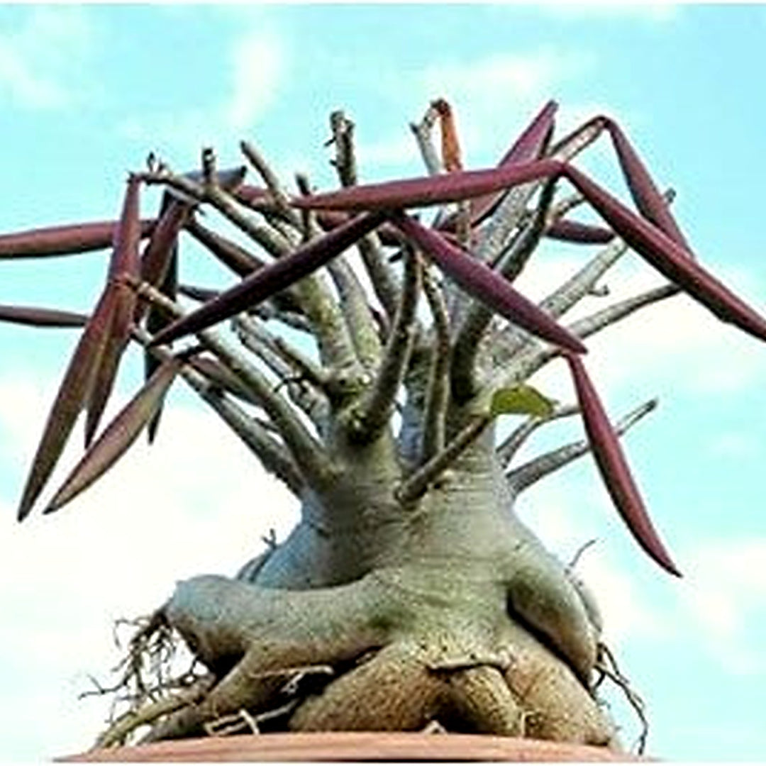 Maroon Adenium Plant Seeds for Planting [neera-v5-21c38767e5e2e7918b71]