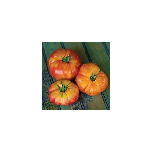 Big Rainbow Bi-Color Tomato Seeds for Planting [neera-v5-21c443bd4bcf5abfa180]