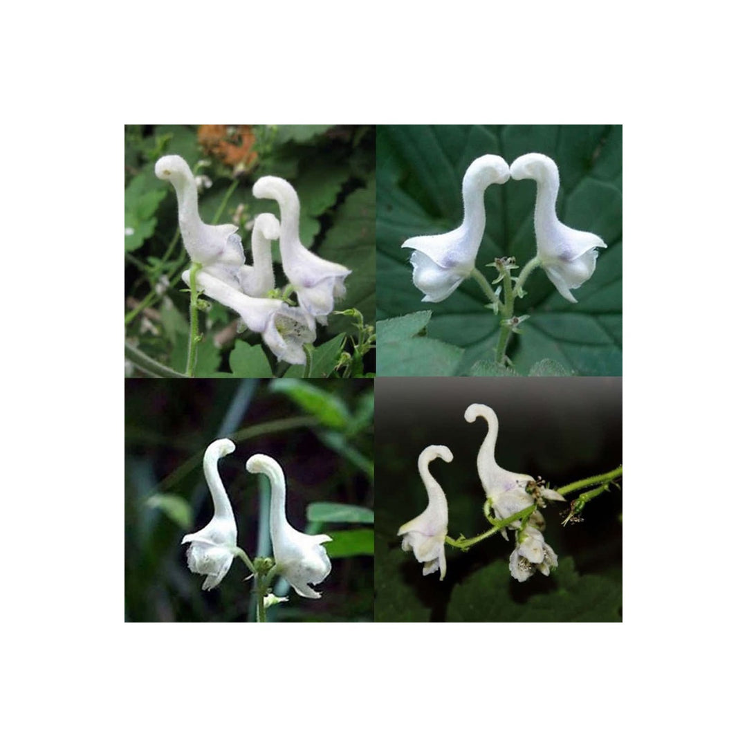 White Swan Flower Rare Flower For Home Garden Flower Seeds for Home Garden Planting, Decorative [neera-v5-21ca45b5a5c68c98bd03]