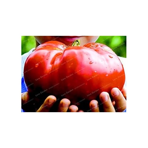 Red Tomato Seeds for Planting [neera-v5-21cbff8df8d697b2d2e2]