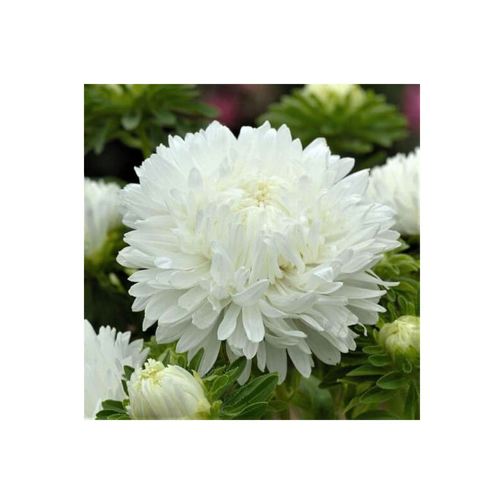White Peony Paeonia Lactiflora Flower For Elegant Backyard Garden And Seasonal Planting Flower [neera-v5-21cd30f9d523f4d98d86]