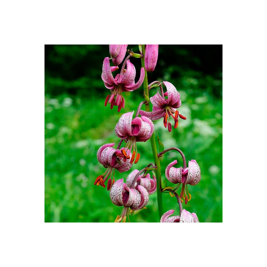 Heirloom Non Gmo Lilium Martagon Flower Unique Garden Blooms And Woodland Planting Flower Seeds [neera-v5-21cf88e53a30439ebe26]
