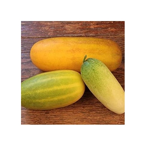 Super Big Winter Melon Seeds for Planting | Heirloom Non-GMO Organic Seeds for High-Yield Waxgourd [neera-v5-21d65b8d4a0dee79a7d9]