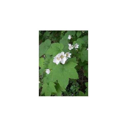 Heirloom Non-GMO Rubus Parviflorus Flower Seeds for Planting [neera-v5-21d81e8ab51db0a95208]