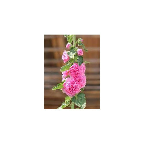 Baby Pink Hollyhock Flower Planting Seeds for Garden [neera-v5-21ddece4f516e890dce4]
