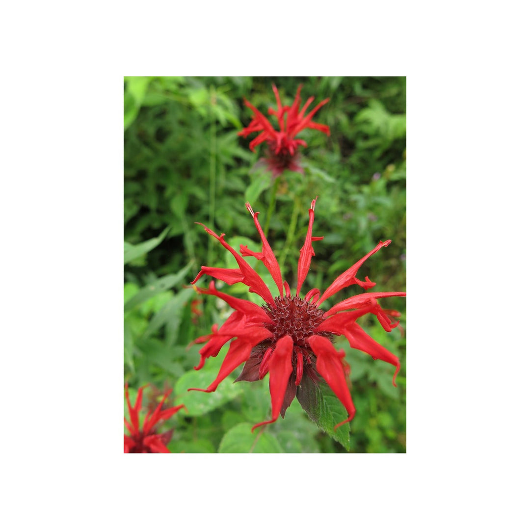 Heirloom Monarda Flower Non Gmo Bee Balm Blooms Pollinator Friendly Garden Planting Flower [neera-v5-21deb0e524ea13e96f33]