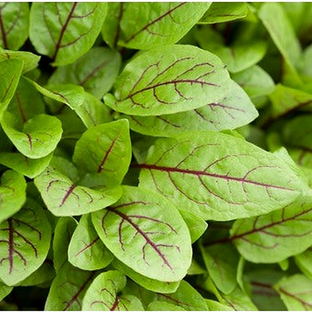Red-Veined Sorrel Seeds (Rumex Sanguineus) [neera-v5-21e6cf7f3302250569c5]