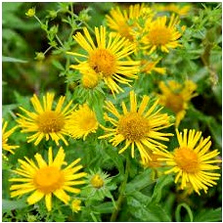 Enula Asteraceae Flower Seeds for Planting [neera-v5-21f0ad67ff15ffea1bce]