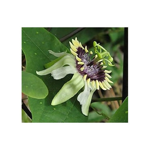 Colinvauxii Passion Flower Seeds, Heirloom, Non-GMO Seeds for Planting [neera-v5-21f49a83dd280bfd8b09]
