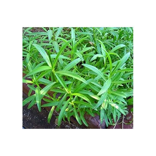 Green Tarragon Herb Plant Seeds for Planting [neera-v5-21f563e037ccc4b5ccd9]