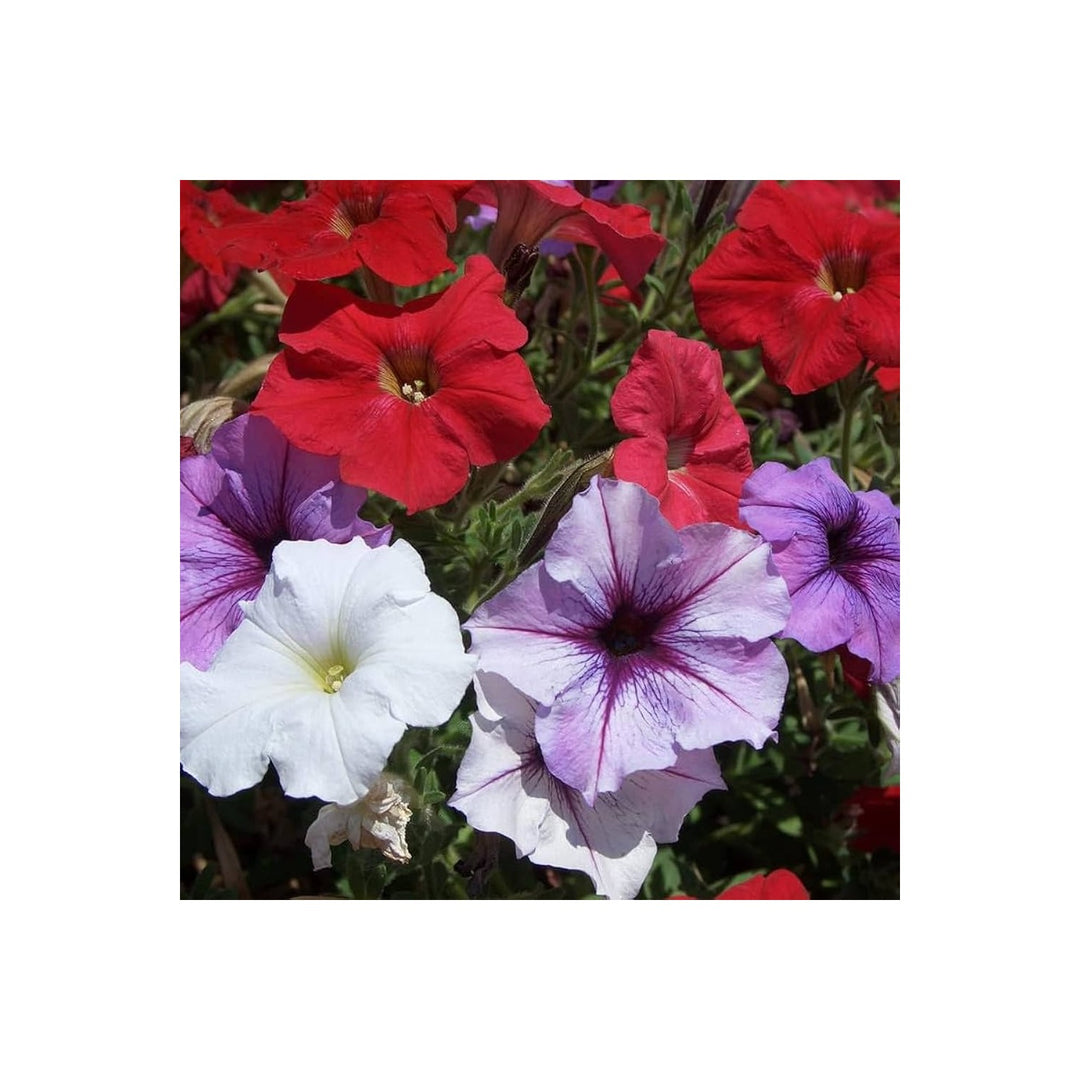 Petunia Petunia Hybrida Mixed Flower For Planting Great For Backyard Gardening Hanging Baskets [neera-v5-21f594dc7ec1ac21413d]