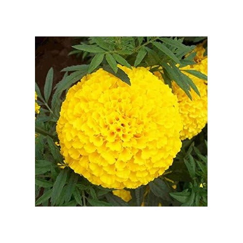 Yellow Organic Marigold Flower For Planting Heirloom Non Gmo Fresh Garden Flower Seeds for Home [neera-v5-21f6d13469bfc07604c6]