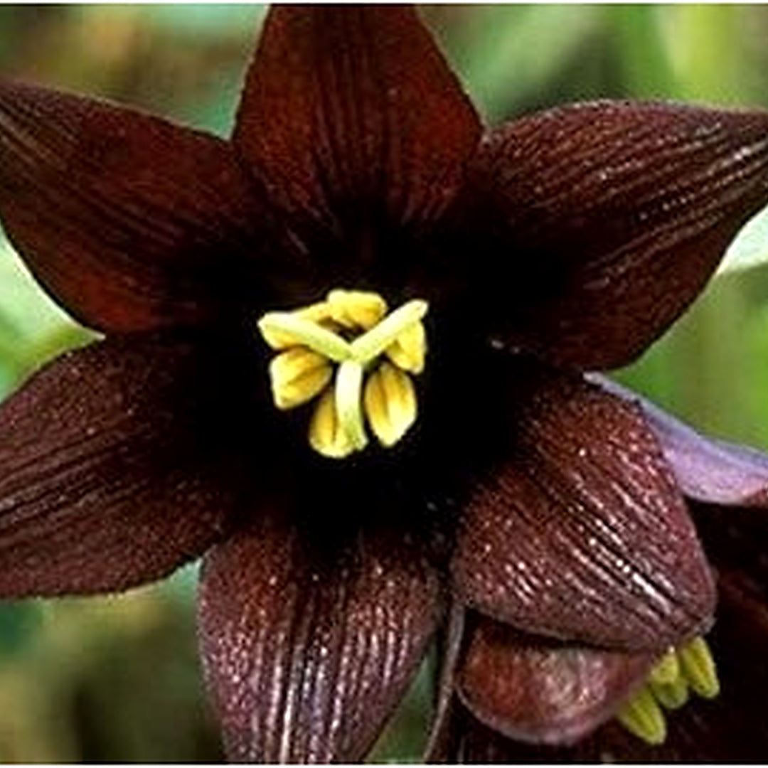 Chocolate Lily Flower Seeds for Planting [neera-v5-220080c6837a5d2a62e2]