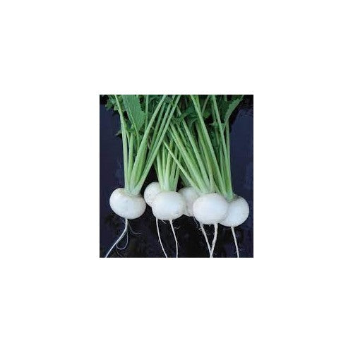 Tokyo Cross Turnip Vegetable Seeds for Planting [neera-v5-220b05f693c96933f789]
