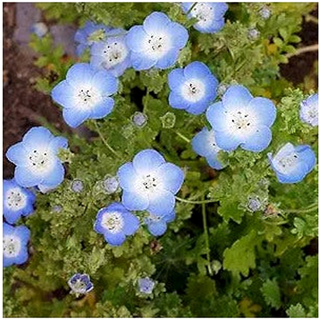 Blue Blue Baby Eyes Nemophila Menziesii For Charming Blooms Flower Seeds for Home Garden Planting, [neera-v5-220f79dccc9182d5b417]