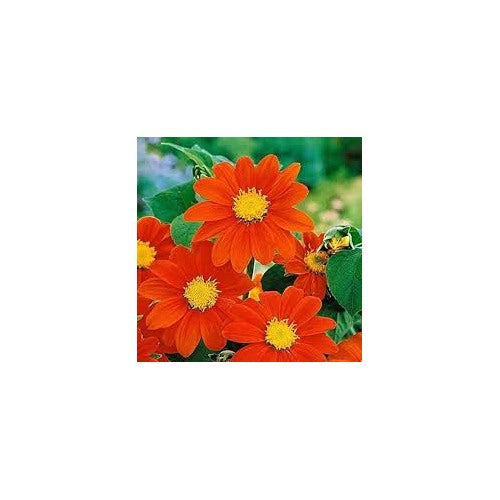 Orange Mini Sunflower Seeds for Planting [neera-v5-2212aef08ca4f33c6f67]