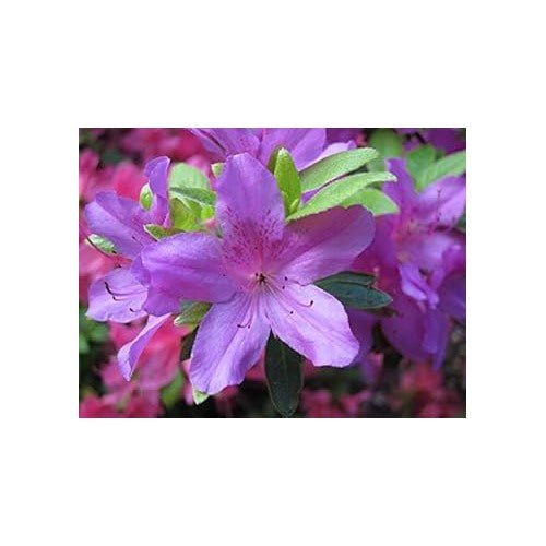 Lavender Rhododendron Azalea Seeds [neera-v5-2214b65aa57573286e24]