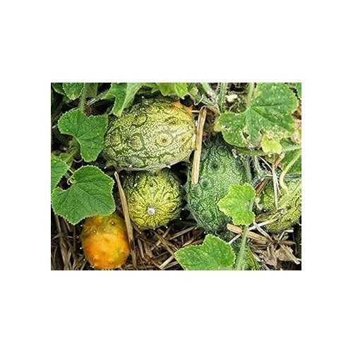 Cucumis Metuliferus (Horned Melon) Fruit Seeds for Planting [neera-v5-221f0a83b2bca7aa9464]