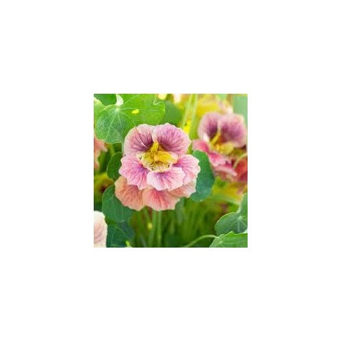 Heirloom Non-GMO Pale Pink Nasturtium Flower Seeds for Planting [neera-v5-222a5ca6c6285c9bf899]