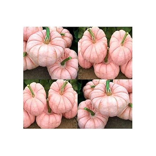 Pink Pumpkin Vegetable Seeds for Planting [neera-v5-223203765ef084309f13]