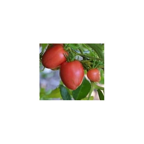Red Tomato Seeds for Planting [neera-v5-22398e85df61c5940fb5]