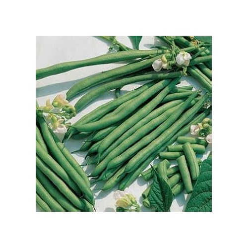 Green Bean Seeds [neera-v5-224cdd8fdd3c0256dacd]