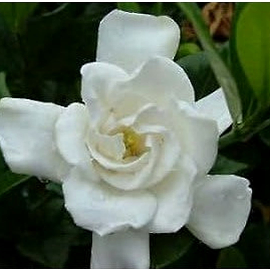 White Jasmine Flower Seeds for Planting, NON GMO Seeds [neera-v5-226a54f5536ff5c7ac76]