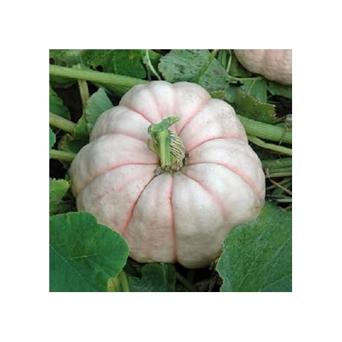 Pink Pumpkin Seeds for Planting [neera-v5-226ce227fc1eb2522d4f]